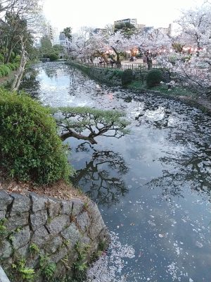 sakura